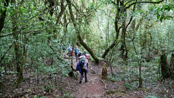 Kilimanjaro_JanFeb2019030