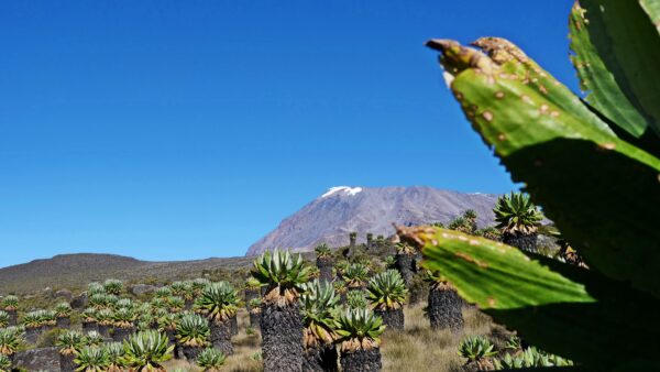 Kilimanjaro_JanFeb2019180